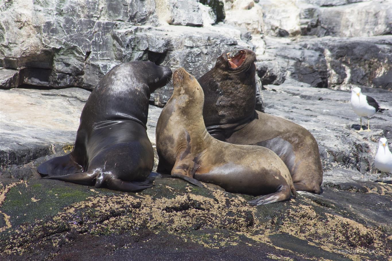 Chañaral de Aceituno